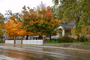 Elmont Road Maples