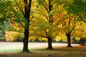 Grove of Maples Inside 2