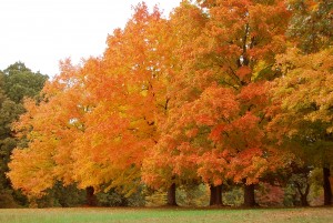 Grove of Maples behind Holiday Inn