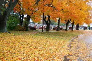 IOOF Cemetery Maples