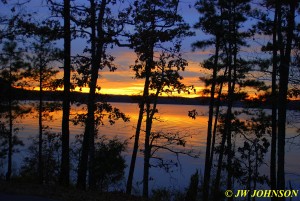 Pine Tree Sunset