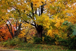 Strauser House Maples on Vine Street