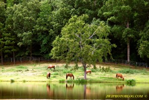 Horse Farm and Lake Near Hot Springs