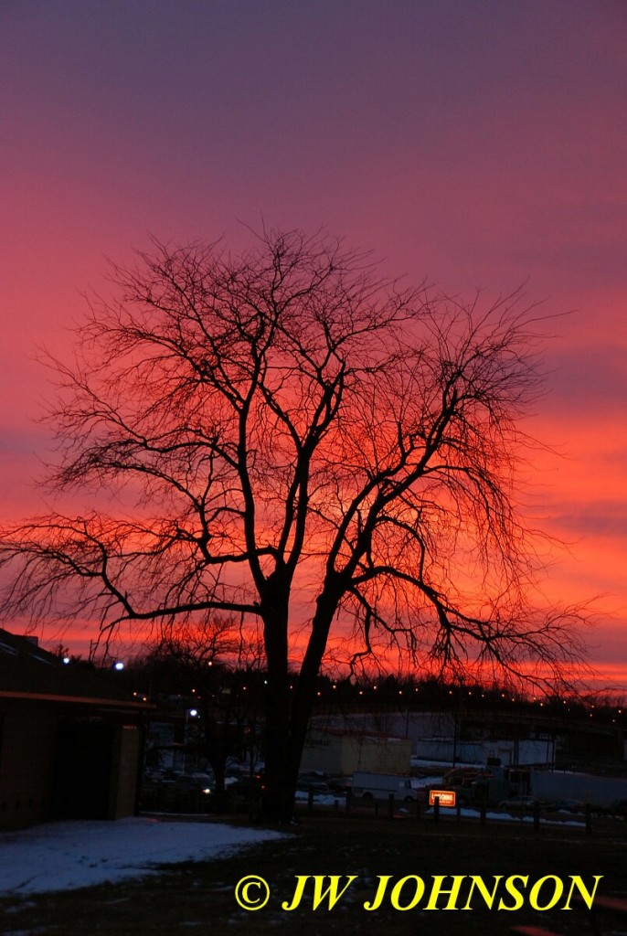 0126 Ballpark Tree