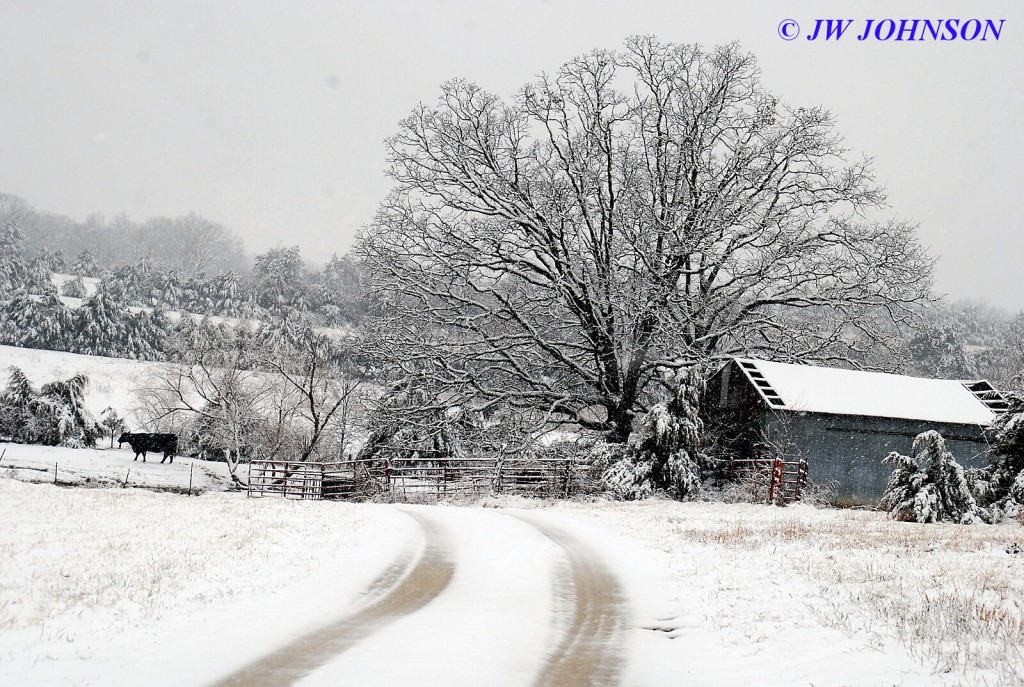 Late March Landon Rd Barn and Cow