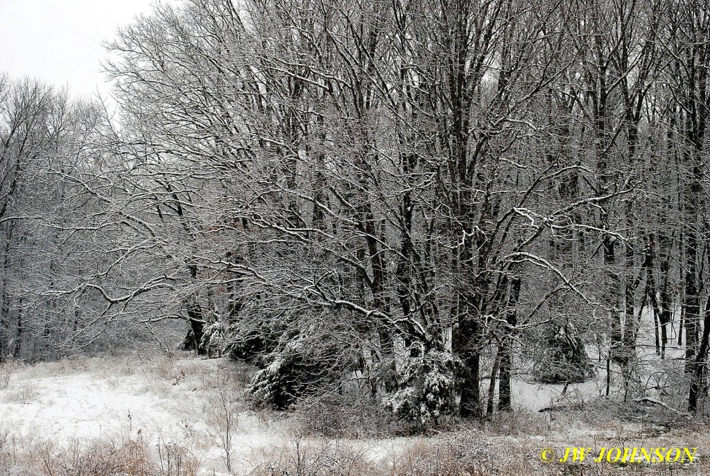 Trees East of Town