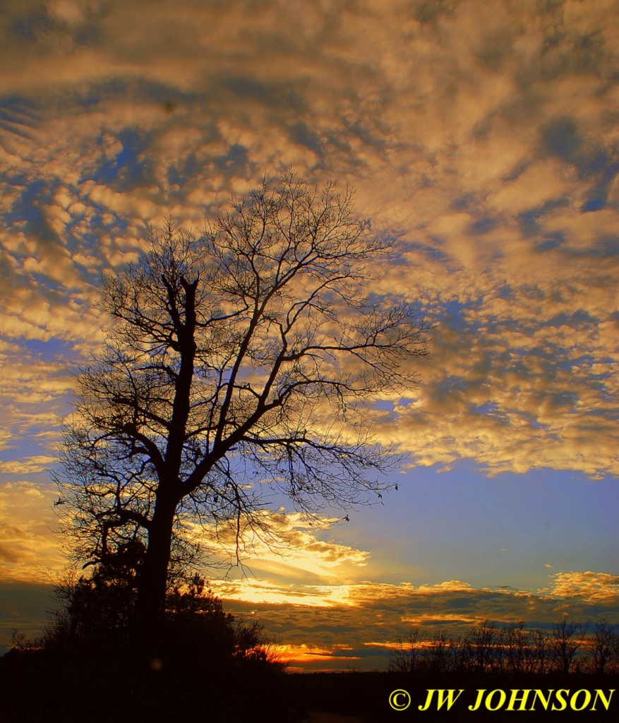 81 Sunday Tree Sunset