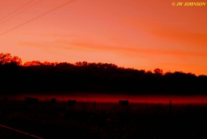 0902 Hwy WW Early Fog & Cows