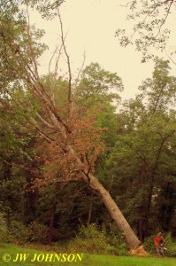 0916 Big Tree Starts Falling 2