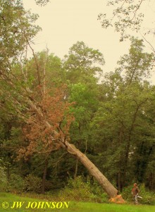 0916 Big Tree Starts Falling 3