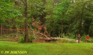 Big Tree On The Ground