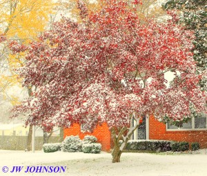 Figone Residence Tree on Elmont Rd 2