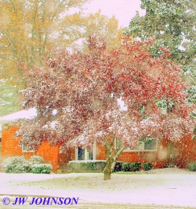 Figone Residence Tree on Elmont Rd