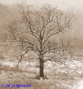 Lone Tree Hughes Ford Rd Horse Farm 2