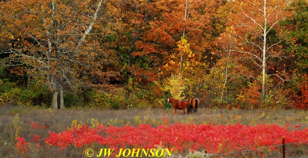 Horses in Sumac Field Hwy WW 2