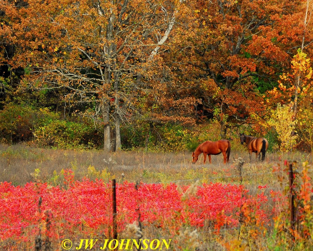 Horses in Sumac Field Hwy WW 3