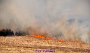 48 Fire Reaches Line of Cedars